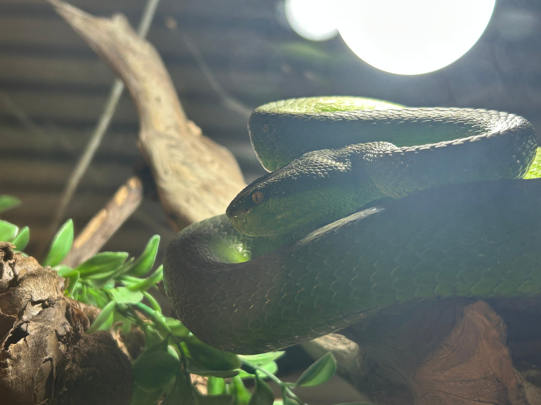 Lawnwood Snake Sanctuary-The Crags必去景点
