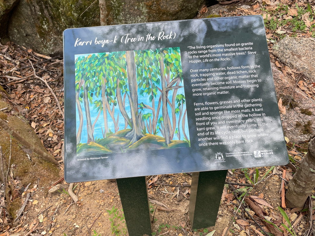 Tree In The Rock-Porongurup National Park必去景点