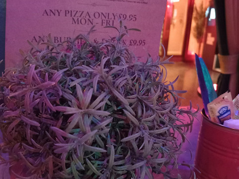 The Manor House-皇家滕布里奇韦尔斯必去景点