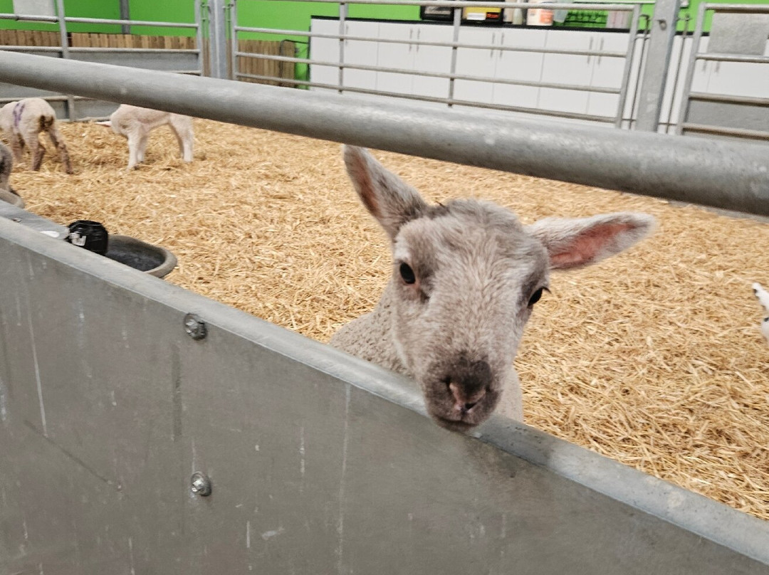 Ernespie Farm-Castle Douglas必去景点