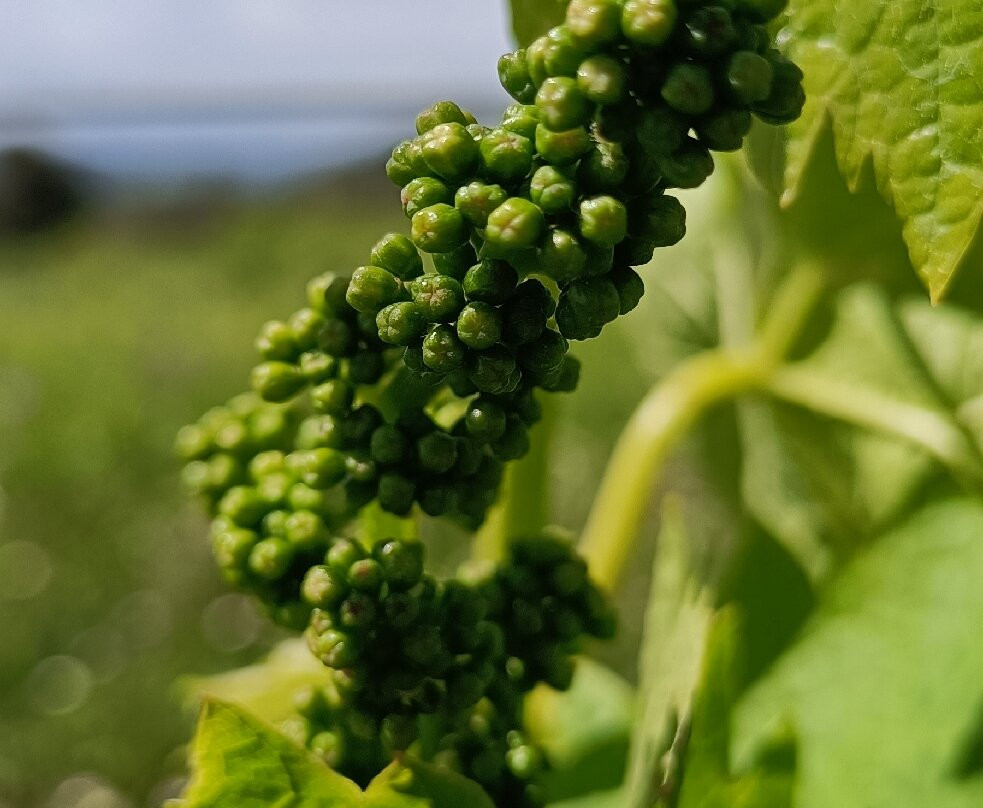 Celler Sant Miquel D'oló-Santa Maria d'Oló必去景点