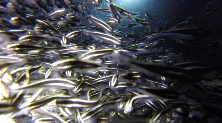 Bernds Tauchsafari-安达必去景点