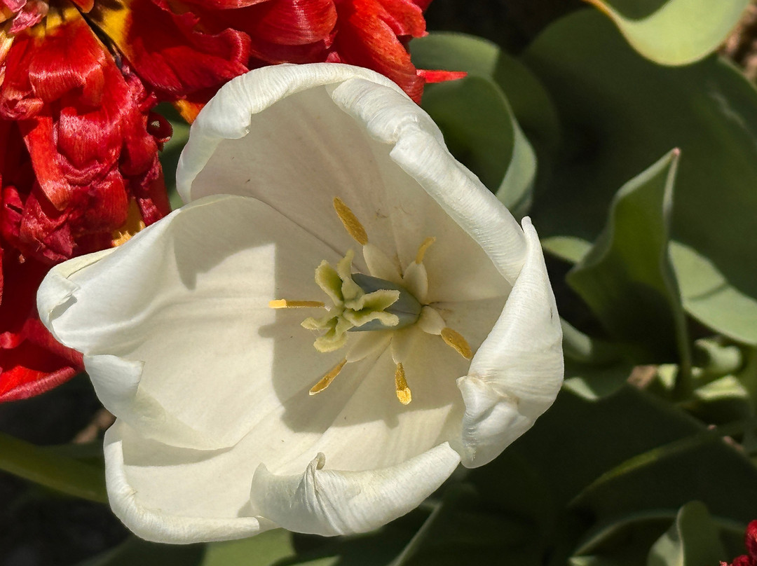 Tulleys Tulip Garden - Warwickshire景点图片
