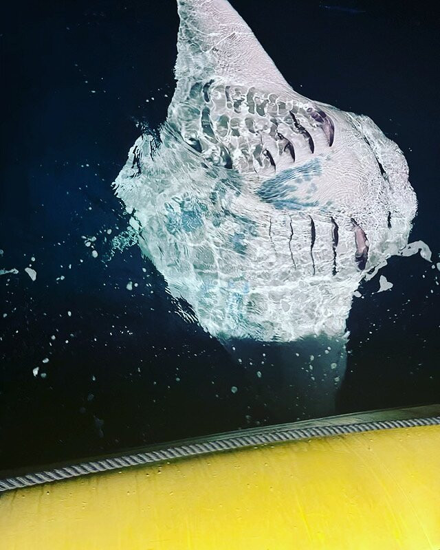 Adventure X Boat Tours-卡慕也拉必去景点