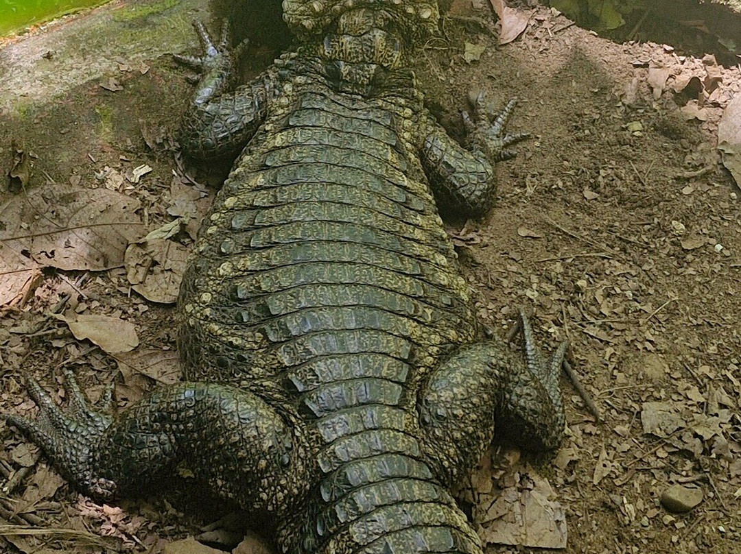 Jaguar Rescue Center景点图片