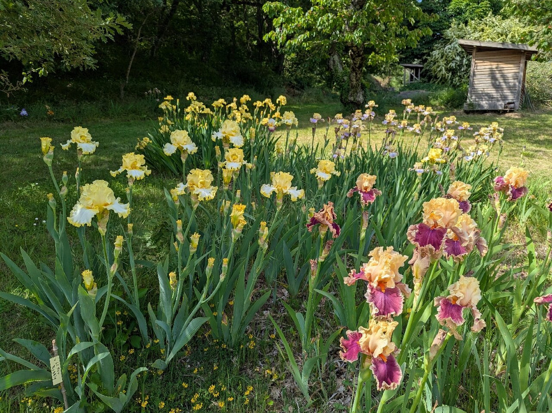 Les Iris du Grand Barbu景点图片