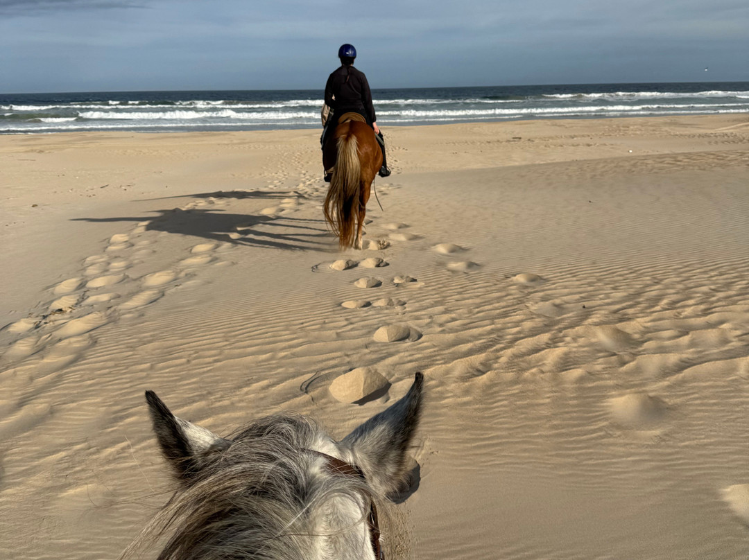 Papiesfontein Beach Horse Trails-杰佛瑞湾必去景点