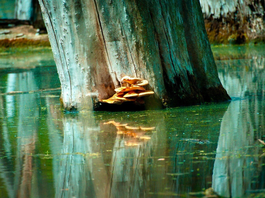 The Grove-格伦维尤必去景点