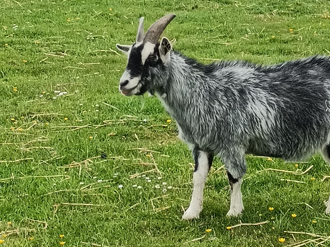 Willows Animal Sanctuary景点图片