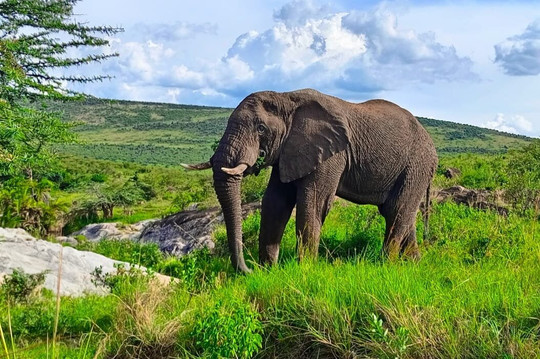 Wildtribe safaris tours & travel