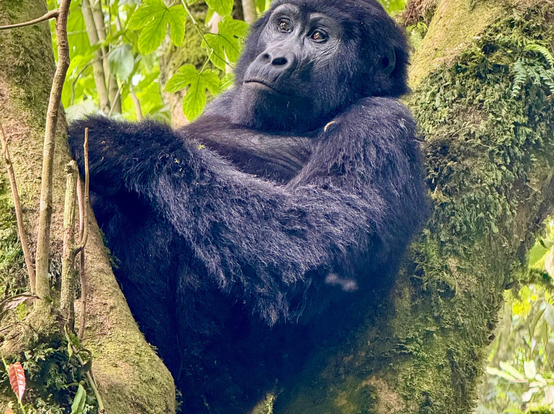 Mukiza Gorilla Expeditions-Kanungu必去景点