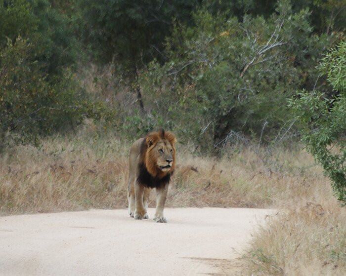 The Other Animals Safaris景点图片