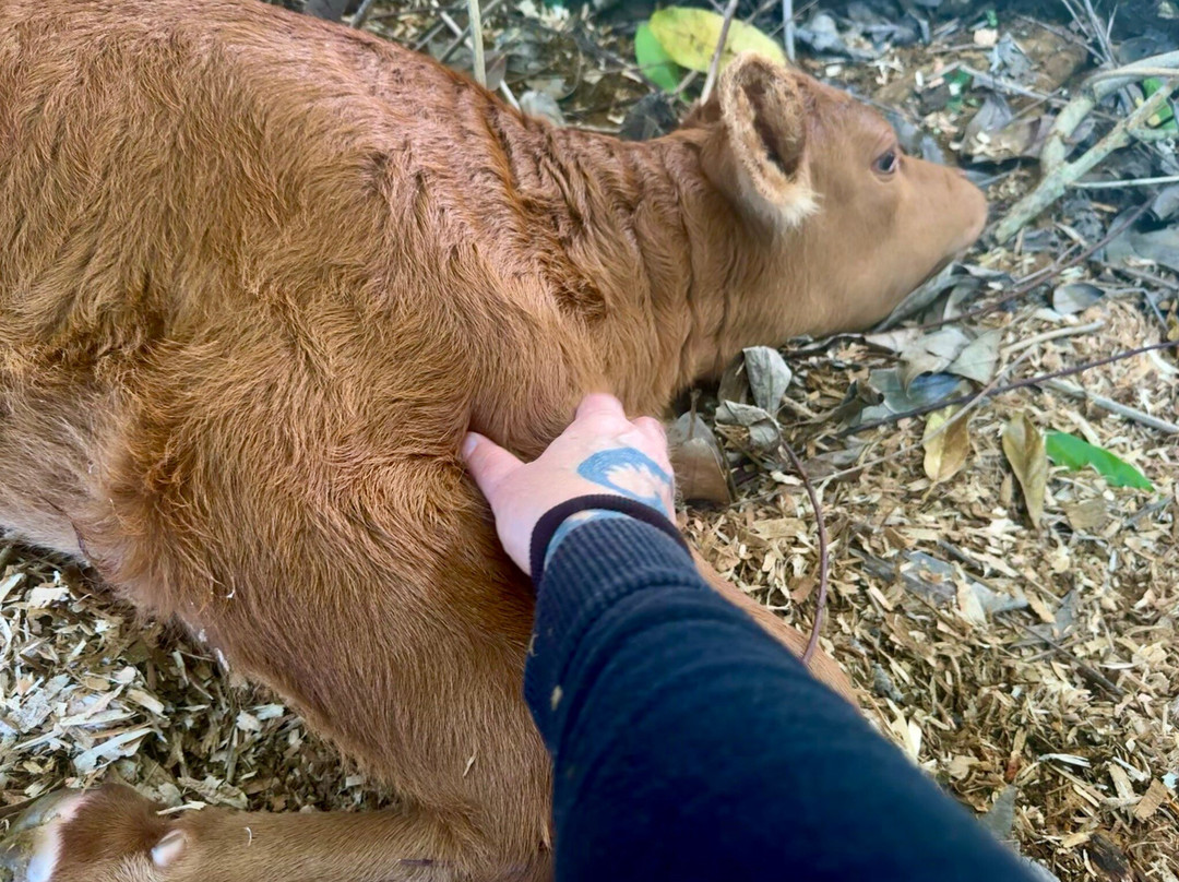 Krishna Cow Sanctuary景点图片