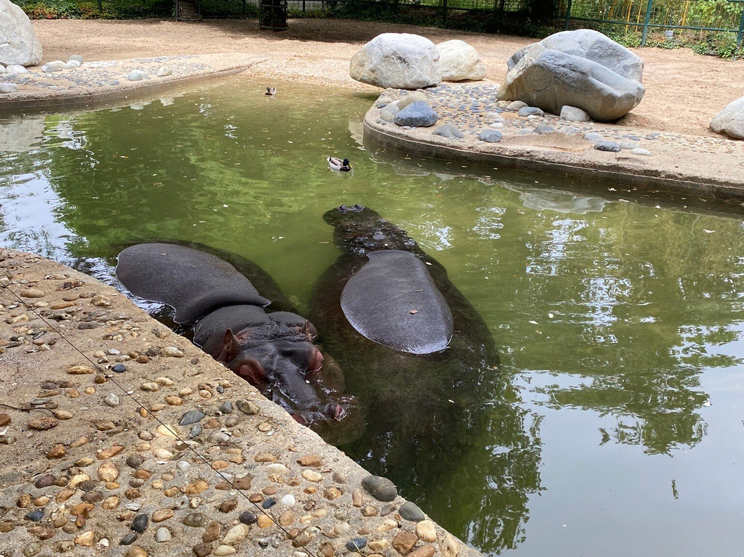 Zoo de La Palmyre景点图片