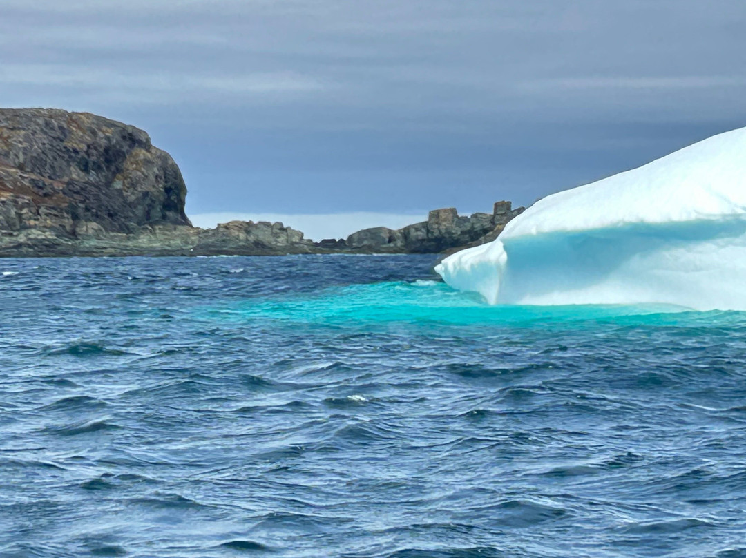 Iceberg Alley Boat Tours-St. Anthony必去景点