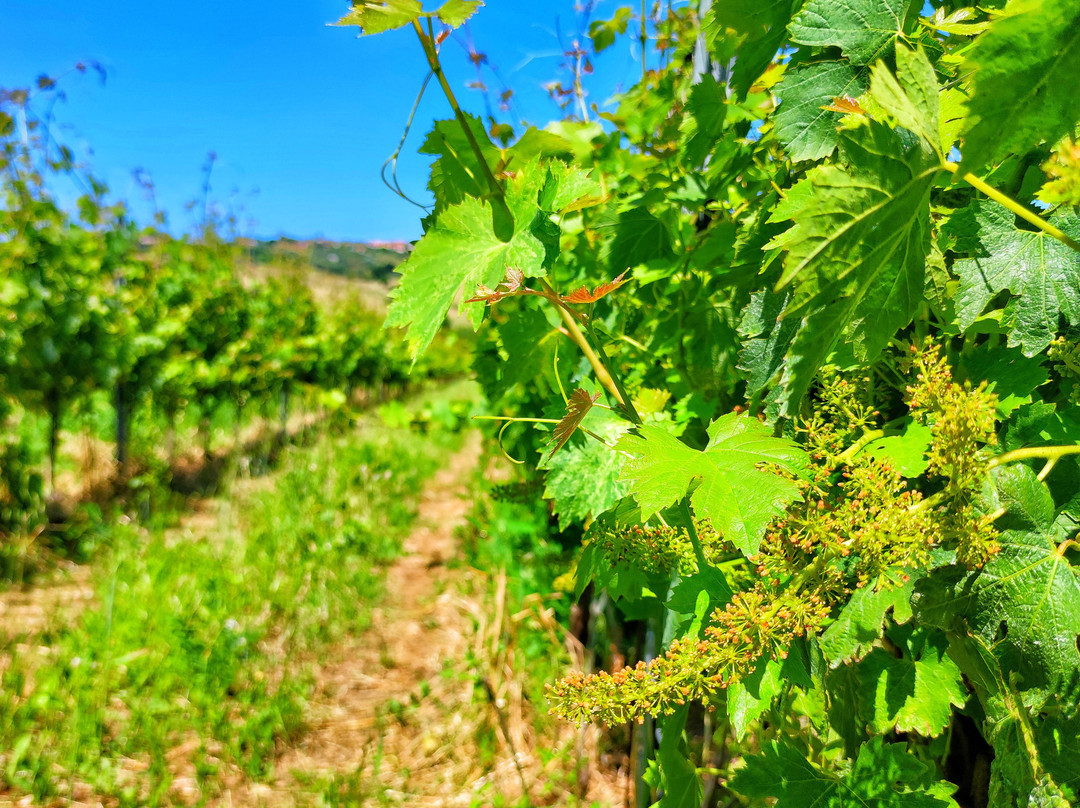 Cantina Luigi Giusti-Scapezzano必去景点