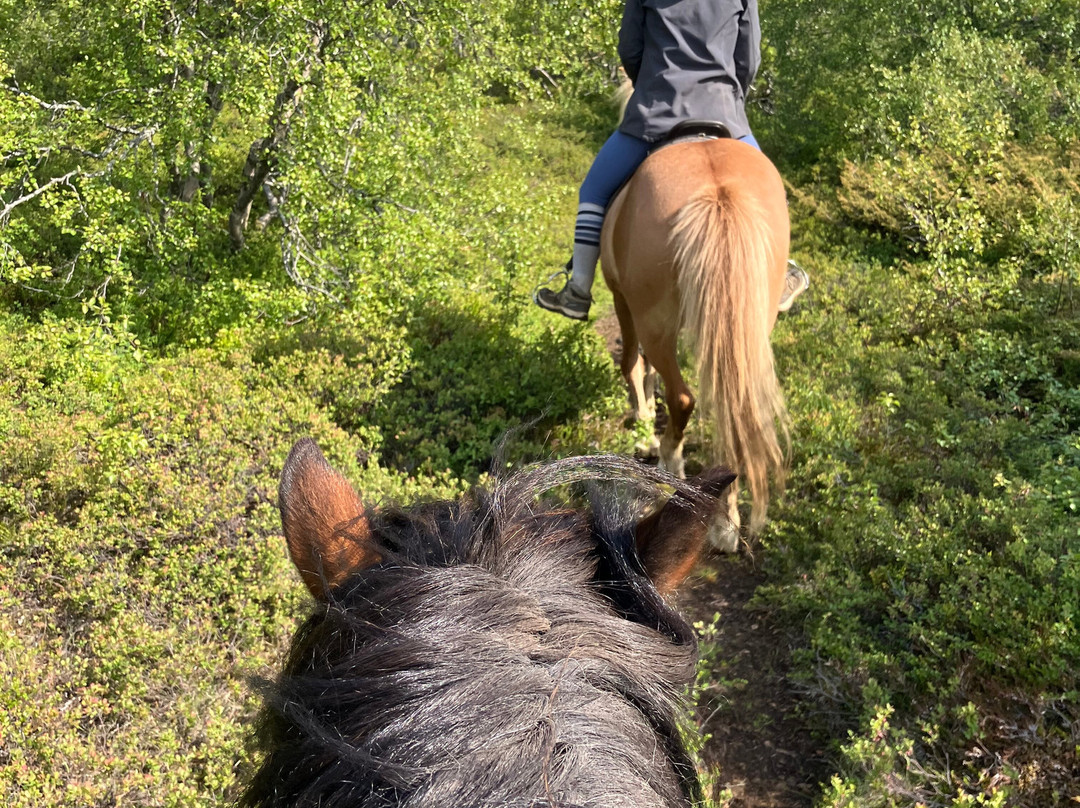 Lava Horses-胡萨维克必去景点