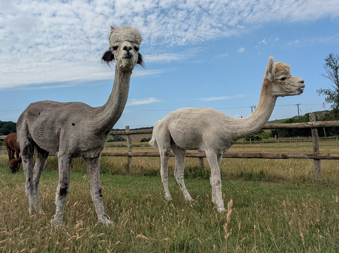Lower Bush Alpacas-Cuxton必去景点
