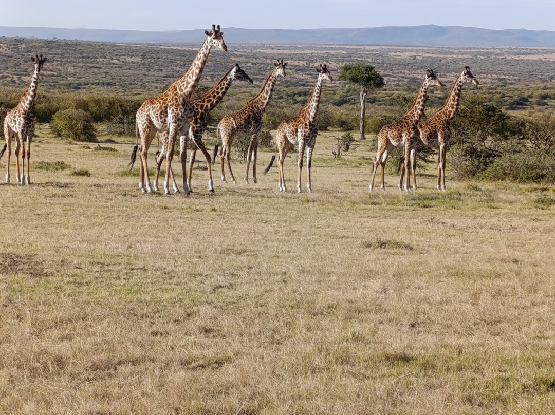 Nashulai Maasai Conservancy-马赛马拉国家野生动物保护区必去景点