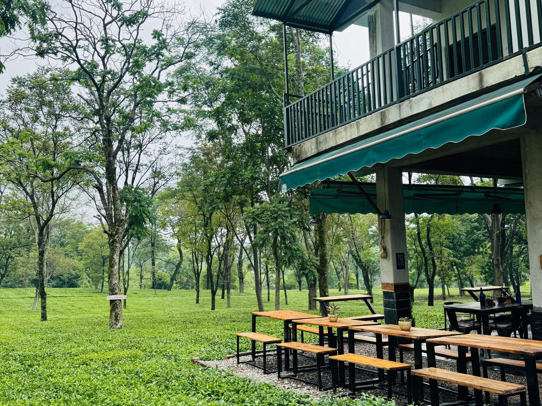Wah Tea Estate-Palampur必去景点