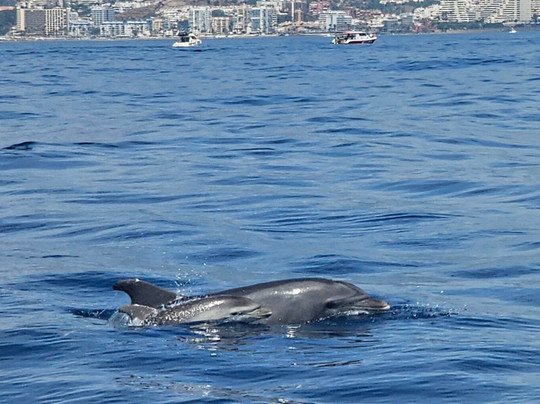 Mustang Benalmadena-班纳玛德纳必去景点