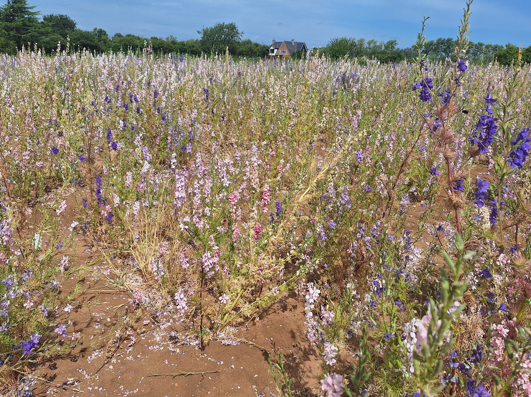 The Real Flower Petal Confetti Company's Confetti Flower Field-Pershore必去景点
