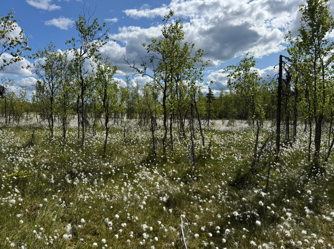 Pallas-Yllästunturi National Park-Muonio必去景点
