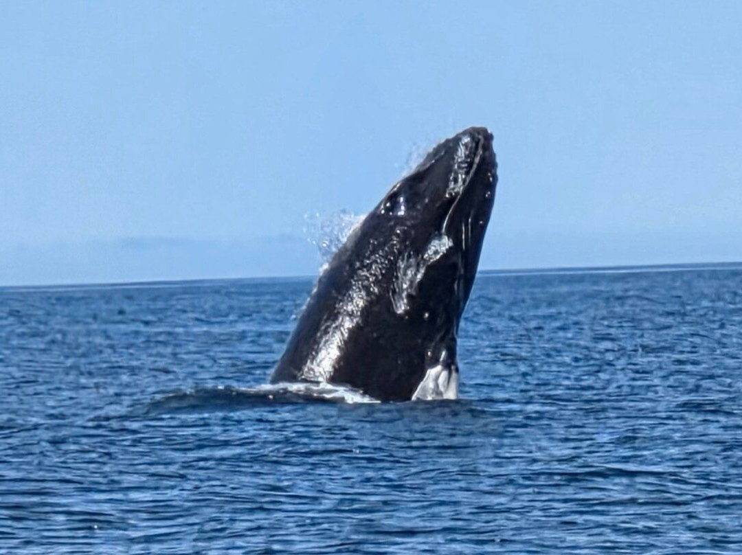 Seas the Day Boat Tours-Bonavista必去景点