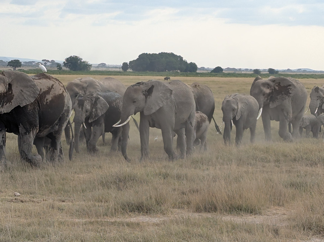 Africa Vision Safaris Tours and Travel-内罗毕必去景点