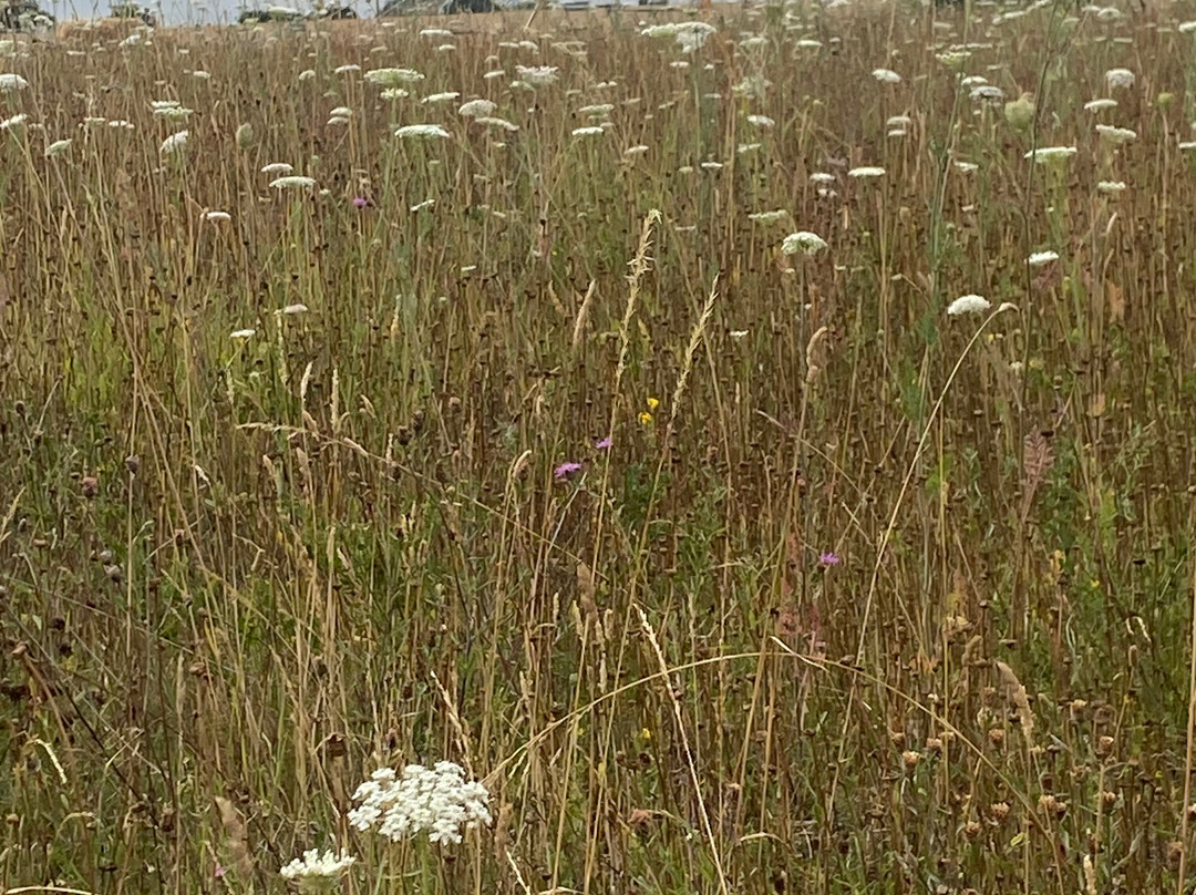 Finchingfield Lavender-Finchingfield必去景点