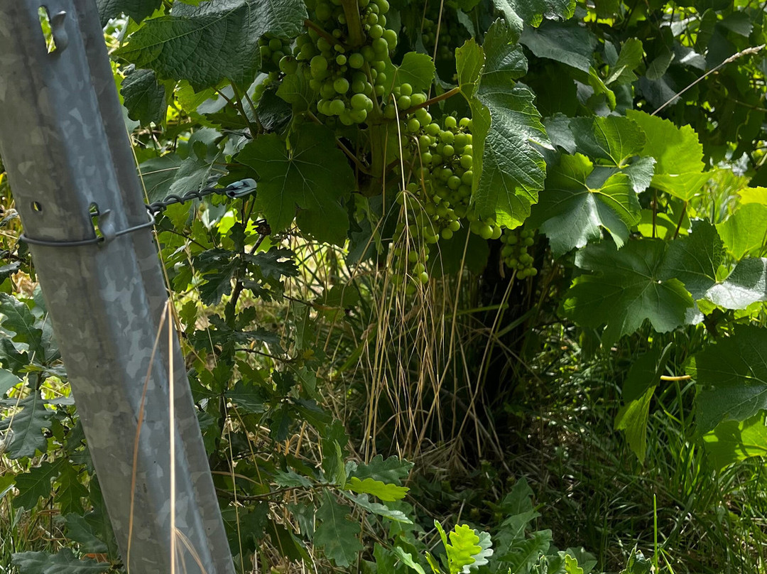 Brut Wines & Tours | Martenslinde-Bilzen必去景点