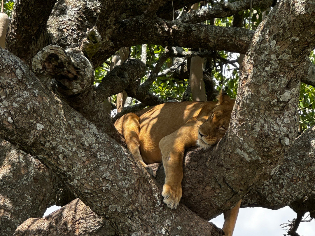SIRINGETI GUIDE AND PHOTOGRAPHIC TRIP-姆万扎必去景点