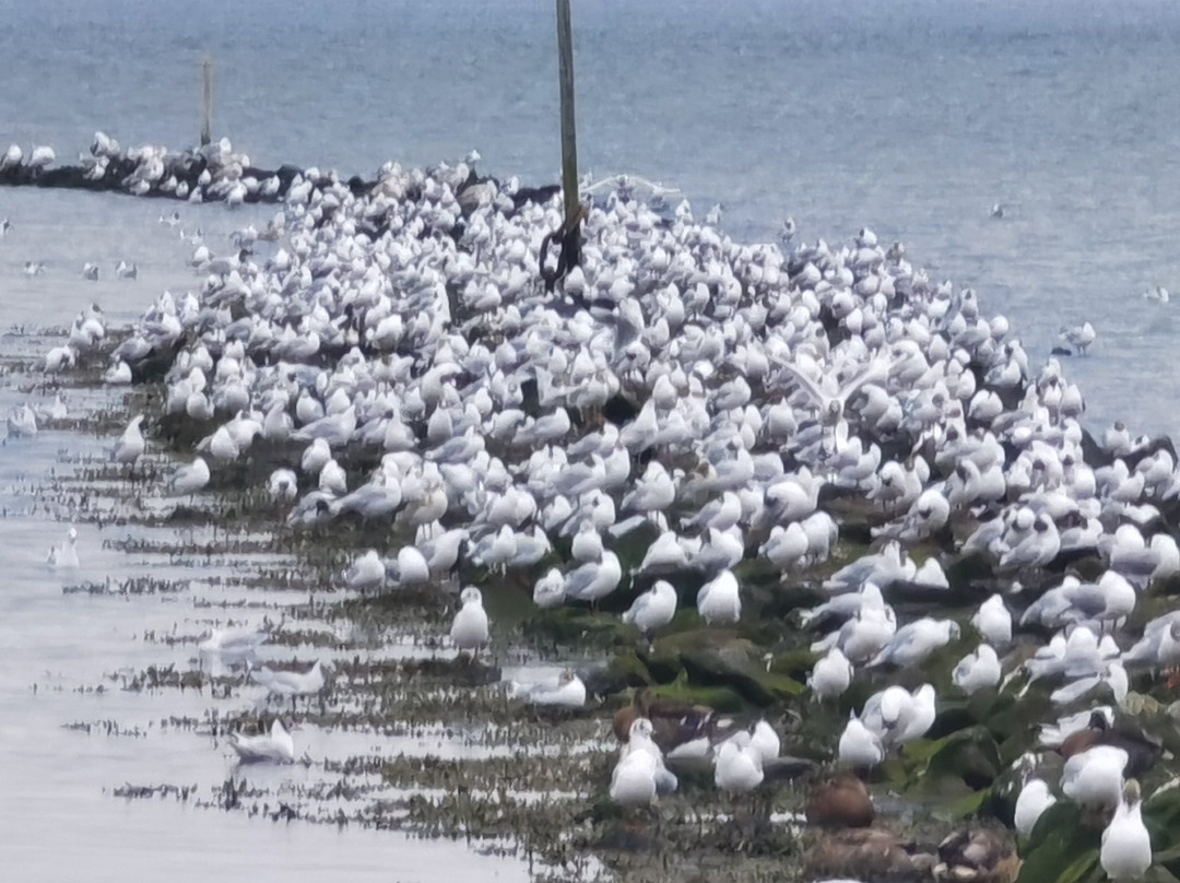 Strand Grimmershörn-库克斯港县必去景点