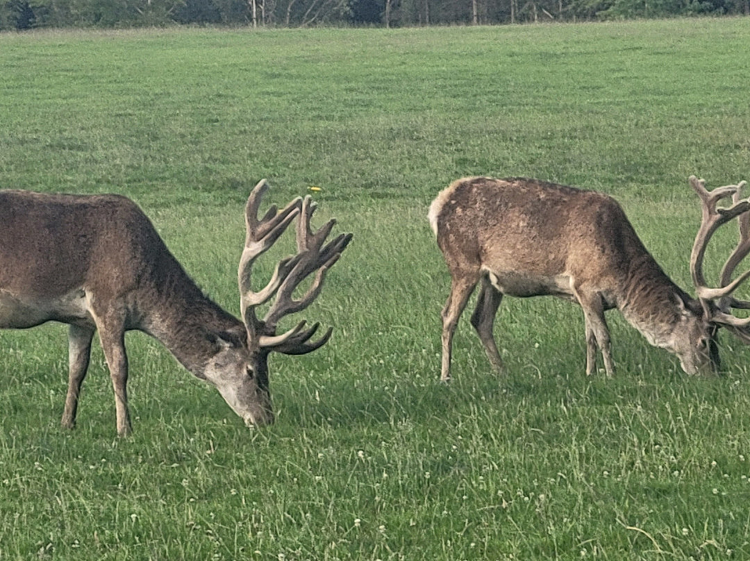 Gosford Forest Park-阿尔马必去景点