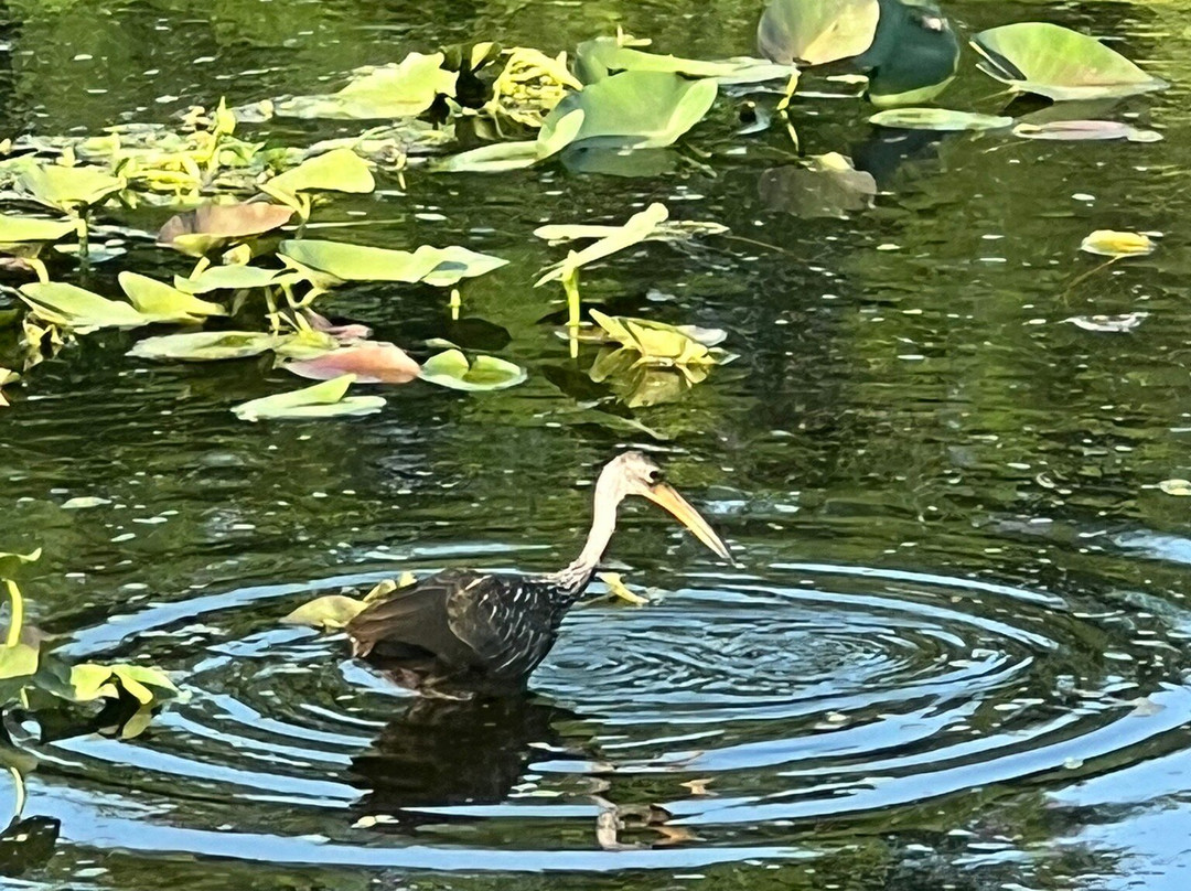 Centennial Park-奥基乔比必去景点