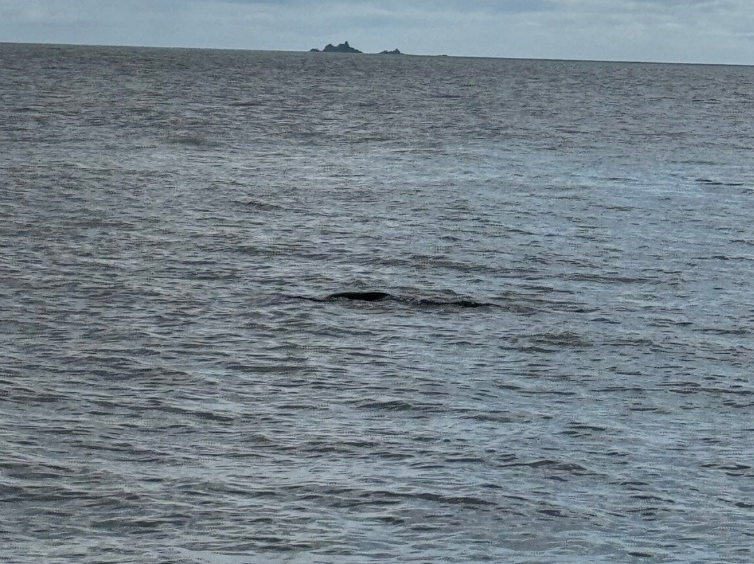 Baltimore Sea Safari-Baltimore必去景点