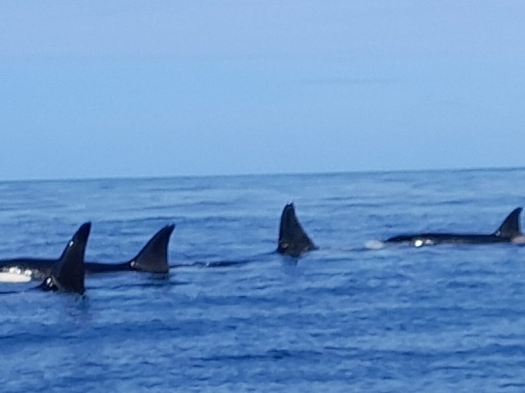 Whale2sea Whalesafari Andenes-Andenes必去景点