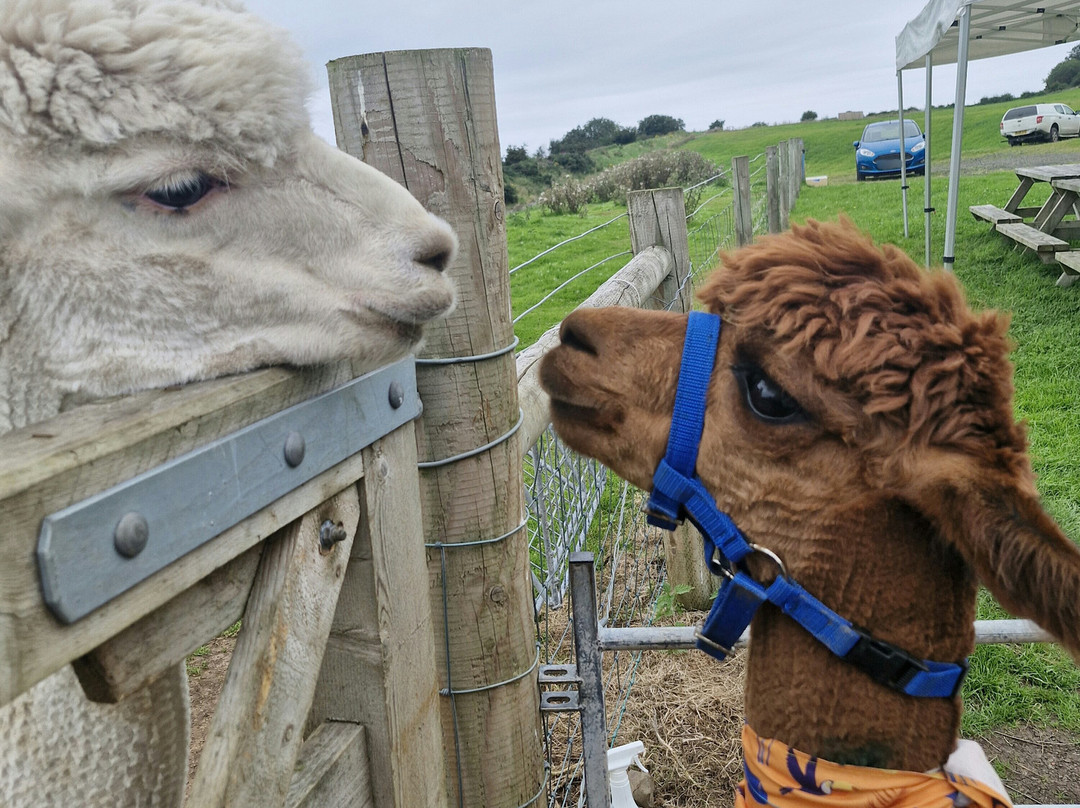 North Coast Alpacas-科尔雷恩必去景点