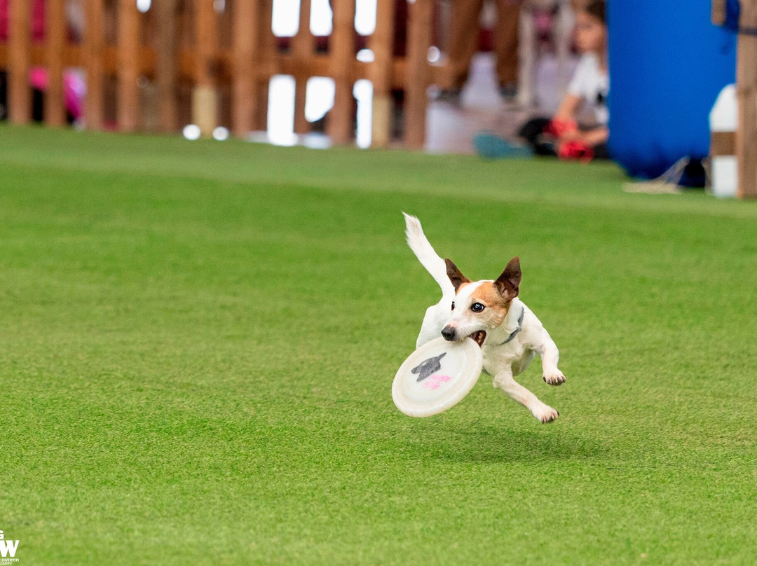 The Dog Show-蒙蒂基亚里必去景点