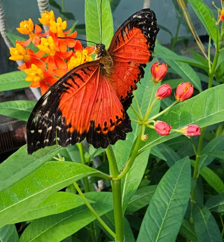 Hall Place & Gardens-Bexley必去景点