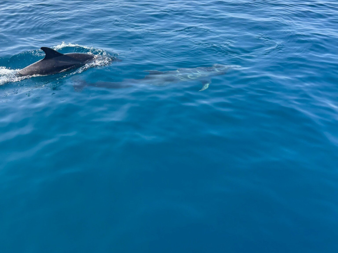 Catamaran Zostera-维雷斯马拉加必去景点