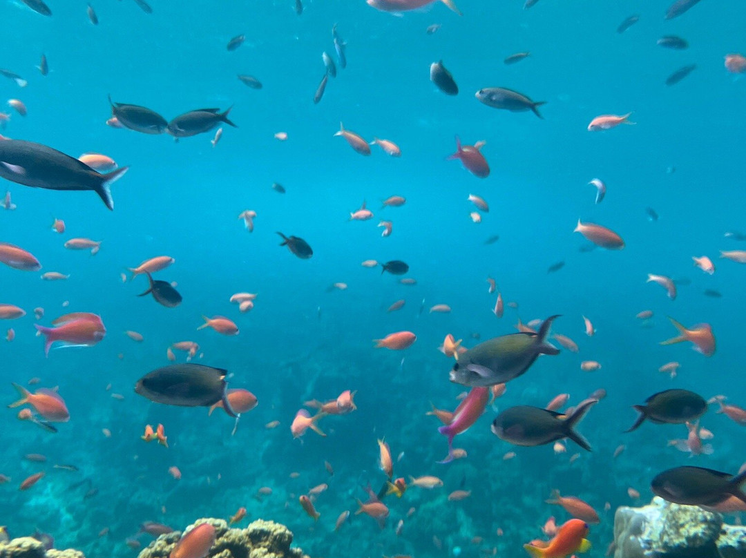 Pemba Tours-奔巴岛必去景点