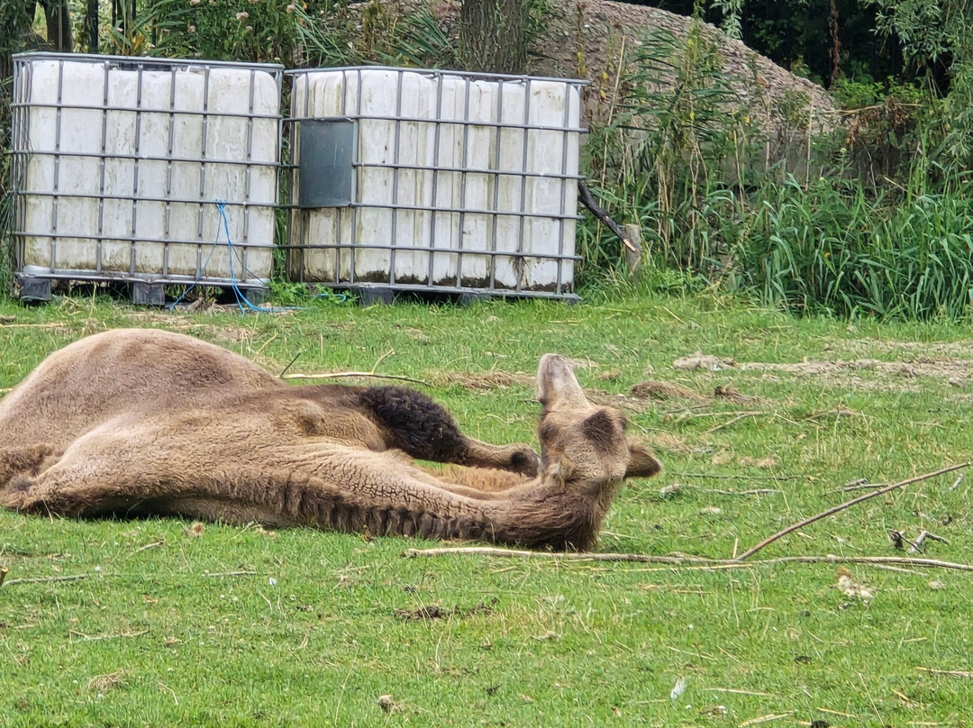 Uilen- en Dierenpark De Paay-Beesd必去景点