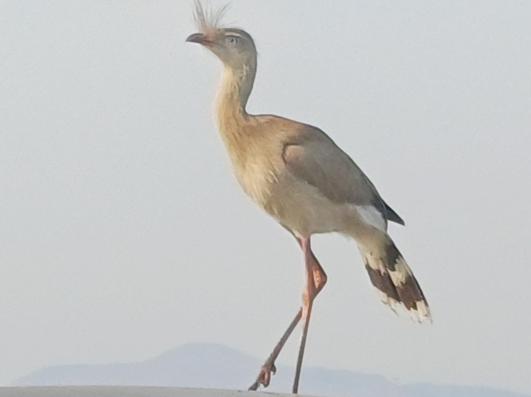 Vinhedos do Monte Agudo-Sao Joaquim必去景点