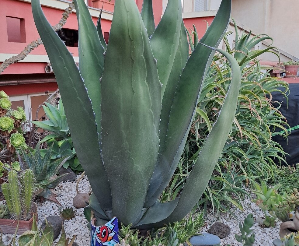 Il Mirto Bed and Breakfast主图