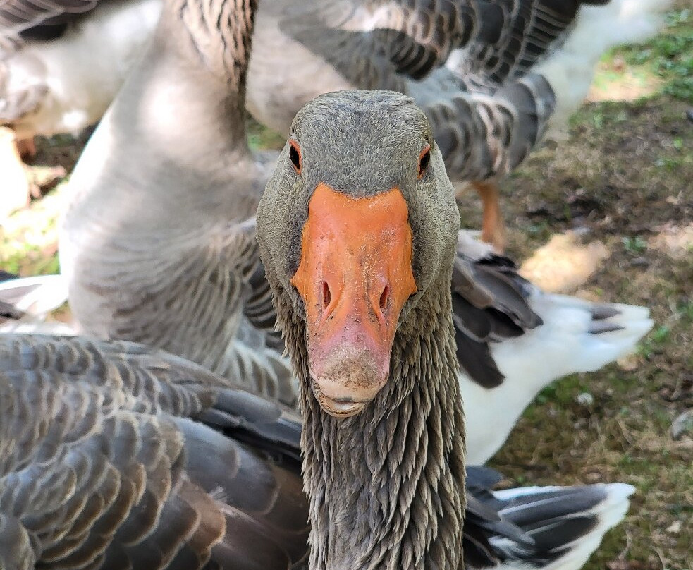 La Ferme de Turnac-Domme必去景点