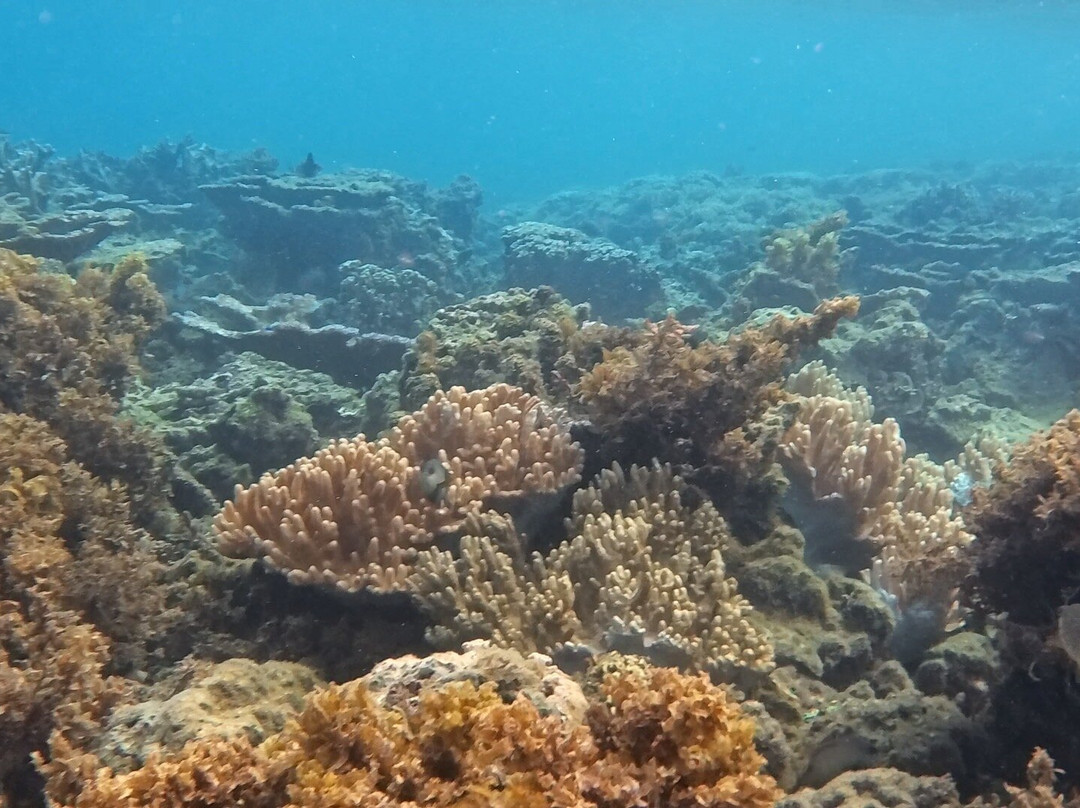 Palolo Deep Marine Reserve-阿皮亚必去景点