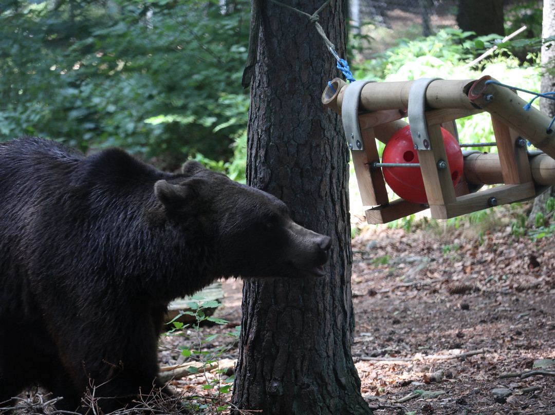 Barenwald Arbesbach-Arbesbach必去景点