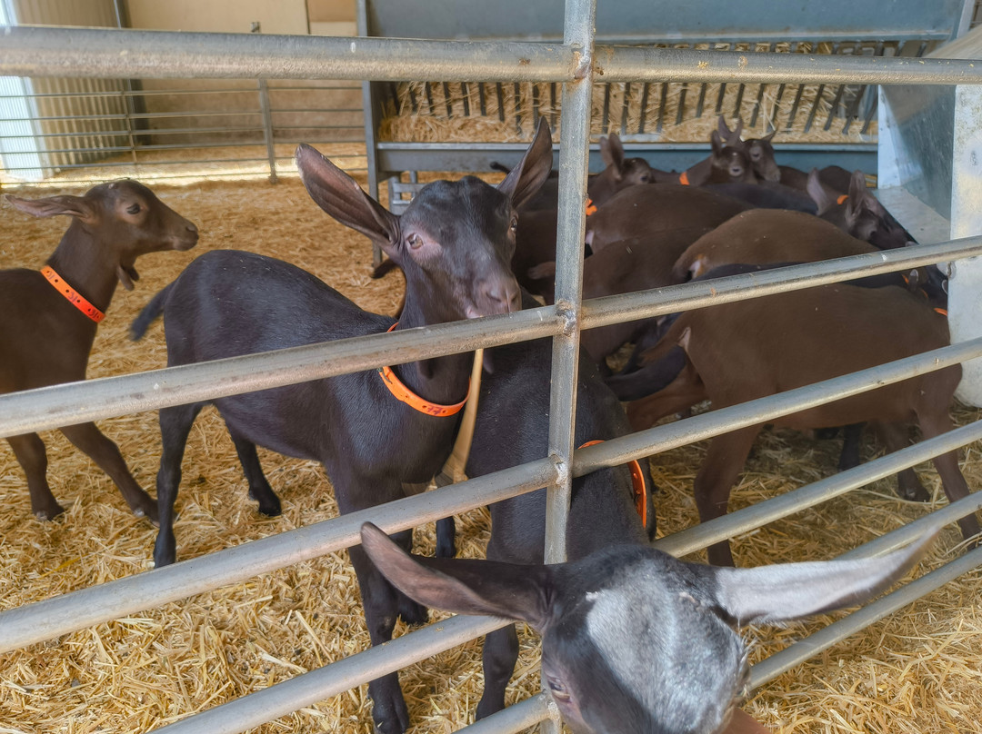 Las Cabras De Mam