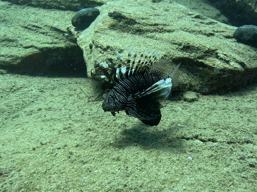 Diver's Club Crete-阿希亚贝拉希亚必去景点